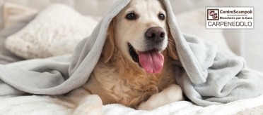 Come lavare le coperte del cane: guida completa per un'igiene perfetta